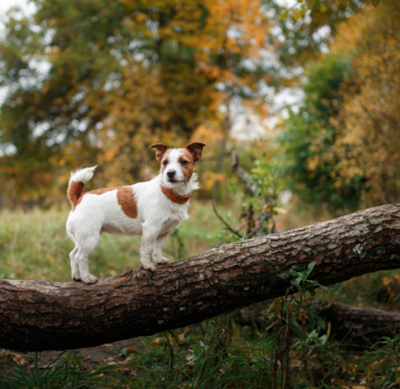 <strong><span class="NormalTextRun SCXW135489679 BCX8">WESSENDEN MOOR & </span></strong><strong><span class="NormalTextRun SCXW135489679 BCX8">BUTTERLEY RESERVOIR</span> </strong>